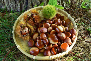 豊作の栗の実