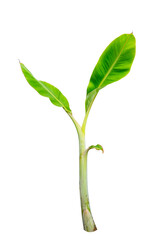 Banana tree isolated on white background