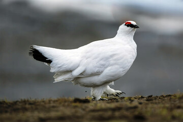 Rock ptarmigan 
