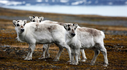 reindeer in Svalbard © Raphael