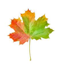 Multicolored autumn maple leaf highlighted on a transparent background
