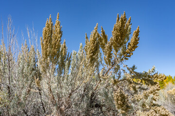 Artemisia tridentata, Sagebrush. St Anthony Sand Dunes.  Egin Lake Campground, Fremont County, Idaho. Snake River Plain