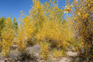 Fototapeta premium Populus tremuloides is a deciduous tree. quaking aspen, trembling aspen, American aspen. St Anthony Sand Dunes. Egin Lake Campground, Fremont County, Idaho. Snake River Plain