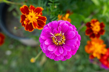 Obraz premium Vibrant pink zinnia and marigolds in blooming garden
