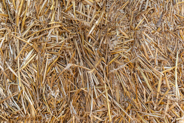 Textured close-up of loose straw in warm golden tones, copy space
