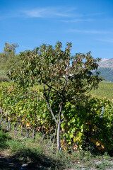 Aarbre fruitier isol&eacute; au milieu des vignes sur une colline ensoleill&eacute;e. Feuillage vert et jaune contrastant avec le ciel bleu vif. Sc&egrave;ne rurale d'agriculture et de nature.