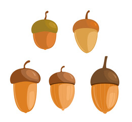 Set of different acorns. Autumn and fall design. illustration isolated on white