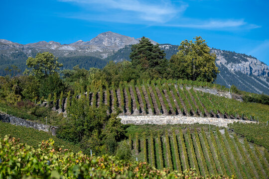 Vignoble en terrasses spectaculaire &agrave; Sierre, Valais, Suisse. Vignes sur pentes escarp&eacute;es, soutenues par des murs de pierre traditionnels. Paysage alpin unique et viticulture sous ciel bleu