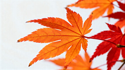 Autumn Maple Leaves CloseUp