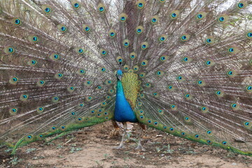 Vibrant peacock in full feather display showing iridescent blue and green plumage in natural light.