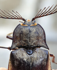 Macro photo of the top head of an Elateridae insect or Click Beetles.
