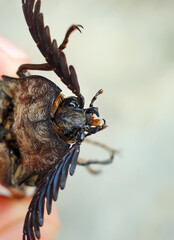 Macro photo of the top head of an Elateridae insect or Click Beetles.