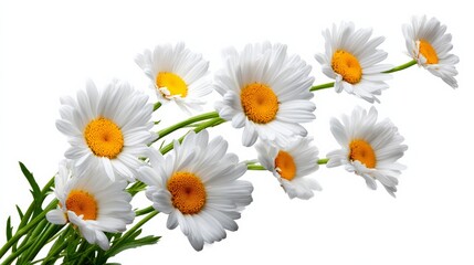 Fototapeta premium Bouquet of white daisies with yellow centers. The flowers are arranged in a way that they are all facing the same direction, creating a sense of unity and harmony