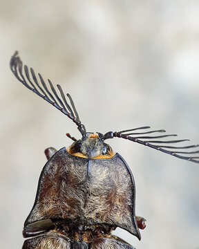 Macro photo of the top head of an Elateridae insect or Click Beetles.