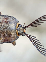 Macro photo of the top head of an Elateridae insect or Click Beetles.