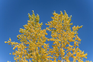 Populus, family Salicaceae, poplar, aspen, and cottonwood. St Anthony Sand Dunes.  Egin Lake Campground, Fremont County, Idaho. Snake River Plain