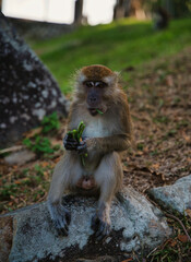 Primer plano de un langur plateado (Trachypithecus cristatus) en Malasia.
