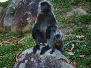 Close-up of a silver langur (Trachypithecus cristatus) with its baby in Malaysia.