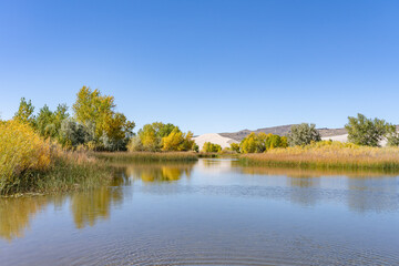 Populus, family Salicaceae, poplar, aspen, and cottonwood. St Anthony Sand Dunes.  Egin Lake Campground, Fremont County, Idaho. Snake River Plain