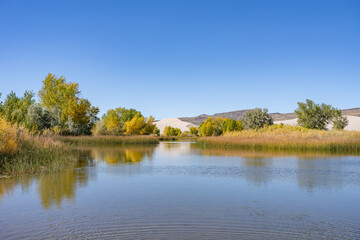 Populus, family Salicaceae, poplar, aspen, and cottonwood. St Anthony Sand Dunes.  Egin Lake Campground, Fremont County, Idaho. Snake River Plain