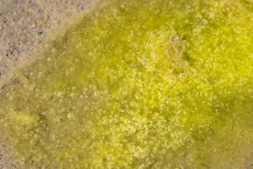 Chlorophyta is a division of green algae informally called chlorophytes. St Anthony Sand Dunes. Egin Lake Campground, Fremont County, Idaho. Snake River Plain