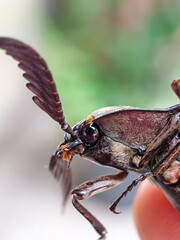 Macro photo of the side head of an Elateridae insect or Click Beetles.