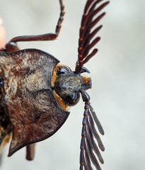 Macro photo of the top head of an Elateridae insect or Click Beetles.