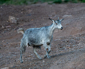 Feral Goat, Australia