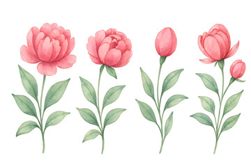 Fototapeta premium Peony flowers watercolor set with green leaves botanical realistic style illustration isolated on white background
