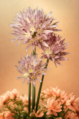 Delicate pink chrysanthemums bloom against a soft warm background