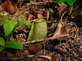 The image shows a carnivorous plant of the genus Nepenthes, also known as pitcher plant or monkey...
