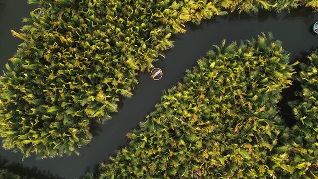 Abstract Top-Down Aerial of Basket Boat in Winding Nipa Palm (Coconut) Forest Waterway, Hoi An