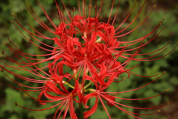 日本、関東の緑地公園 幻想的な彼岸花3 / Fantasy Cluster Amaryllis in a Green Park, Kanto, Japan