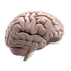 3d human brain anatomy realistic medical render isolated on transparent background
