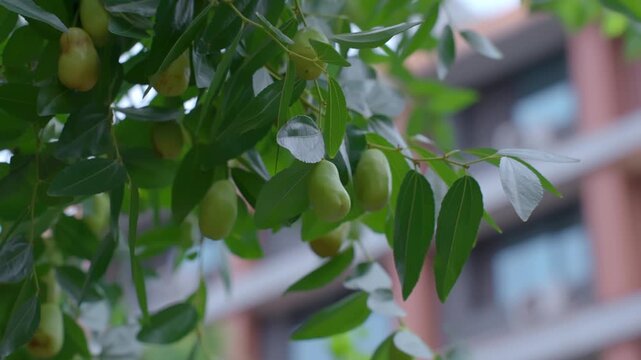 The plums are hanging in profusion on the branches.