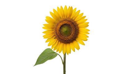 Radiant sunflower on a black backdrop, stem and single leaf visible
