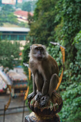 Close-up of a long-tailed macaque, Macaca fascicularis, on the stairs at Batu Cave, Kuala Lumpur, Malaysia