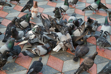 A huge flock of pigeons or columba livia outside the temple at the Batu Caves.