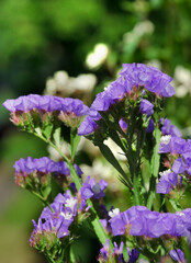 Fototapeta premium Vibrant statice (limonium) flowers are captured close-up. The delicate blooms, with their papery texture, stand out against a soft, blurred background.