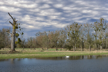 Flood in Urdenbacher Kaempe Nature Reserve at Rhine River Floodplain,Duesseldorf,Germany