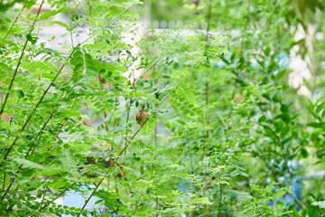 Scaly-breasted munia perching on tropical tree 