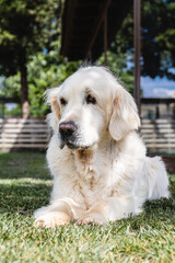 Golden retriever resting on shaded grass outdoors. Lifestyle. Animals.