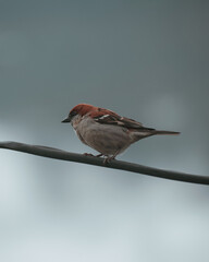 Small sparrow on a wire
