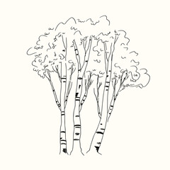 Birch trees sketch on isolated background. Vector illustration of birched grove wood. Forest drawing with deciduous trees, crown.  Nature landscape for design, poster, postcard. Woodland plants
