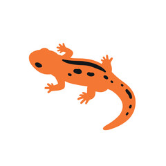 Orange Salamander with Black Spots Illustration.
