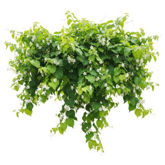 Obraz premium Lush green bush with tiny white flowers against a black background