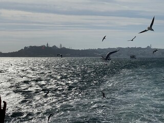 Naklejka premium seagulls on the beach