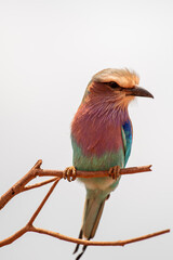 lilac breasted roller