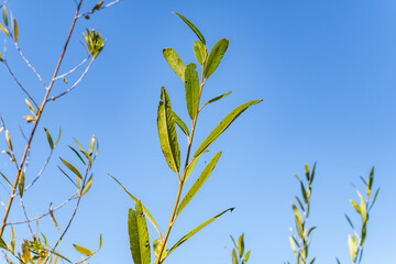 Fred and Berta Lewies Memorial Trout Feeding Site. Salix geyeriana is a species of willow, Geyer's willow, Geyer willow and silver willow. Warm River. near Three Rivers Ranch,  Fremont County, Idaho.
