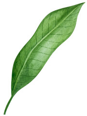 Watercolor illustration of spice ginger, half, leaves and slices. Hand-drawn illustration isolated on the white background. Ginger root for food design. Kitchen herb and spice